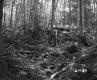 Aldrich Property Forestland on Route 5 in Fairlee