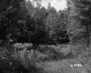 Aldrich Property Forestland on Route 5 in Fairlee