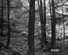Aldrich Property Forestland on Route 5 in Fairlee