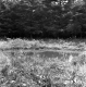 Hall Property Forestland on Route 4 in Castleton