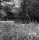 Hall Property Forestland on Route 4 in Castleton