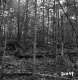 Delehanty Property Forestland on Route 4 in Castleton