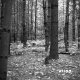 Delehanty Property Forestland on Route 4 in Castleton