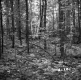 Delehanty Property Forestland on Route 4 in Castleton