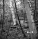 Delehanty Property Forestland on Route 4 in Castleton