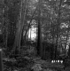 Delehanty Property Forestland on Route 4 in Castleton