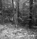 Delehanty Property Forestland on Route 4 in Castleton