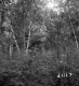 Shepard Property Forestland on Route 4 in Castleton