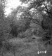 Shepard Property Forestland on Route 4 in Castleton