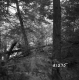 Hughes Property Forestland in Castleton