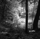 Hughes Property Forestland in Castleton