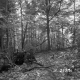 Hughes Property Forestland in Castleton