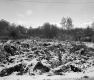 Snowy Landscape
