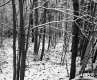 Snowy Woods