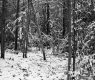 Snowy Trees