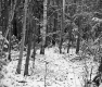 Snowy Woods