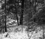 Snowy Trees