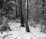 Snowy Woods