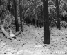 Snowy Trees