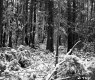 Snowy Woods