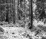 Snowy Trees