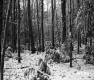 Snowy Woods