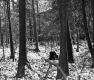 Snowy Trees