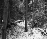 Snowy Woods