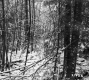 Snowy Trees