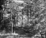Forest in Castleton