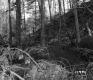 Trees in Castleton