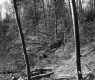 Trees in Castleton