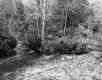 Trees in Castleton