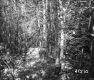 Trees in Castleton
