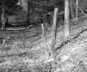 Trees in Castleton