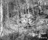 Trees in Castleton