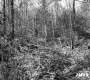 Trees in Castleton