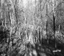 Trees in Castleton