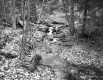 Stream
