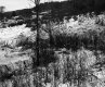 Trees near VT 100B