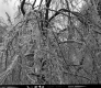Tree Damage