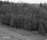 Forested Hills