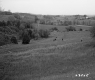 Cows in Pasture