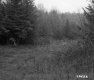 View toward Forest