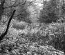 View toward Forest