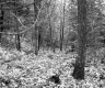 View toward Forest