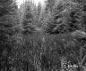View toward Forest