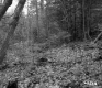 View toward Forest