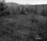Field and Forested Hills
