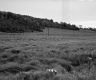 Simons Property, Field and Forested Hills
